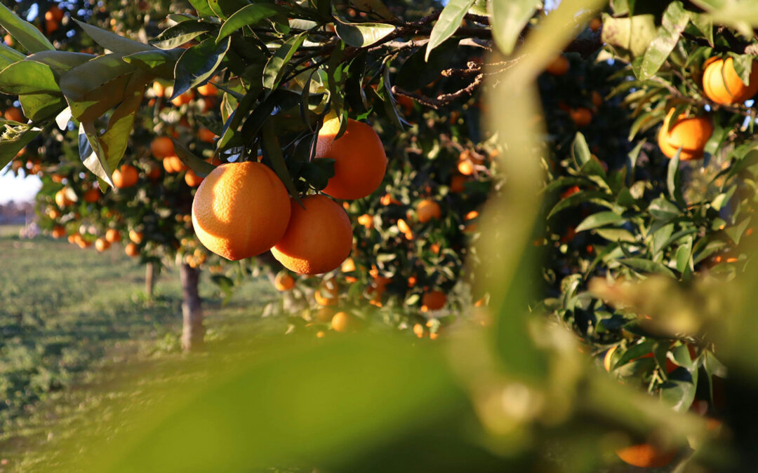 Granor Passi processes approximately 280 000 tons of fruit per annum
